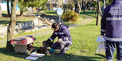 Tuzla Belediyesi fırtına sonrası can dostlarını yalnız bırakmadı